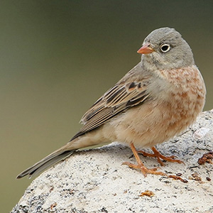 Grey-hooded Bunting